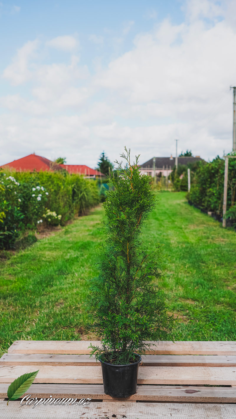 Zerav západní 'Smaragd' 40 - 60 cm